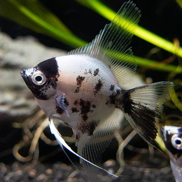 Panda Angelfish