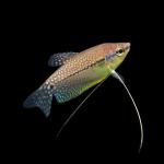 Cá sặc cẩm thạch - Pearl Gourami