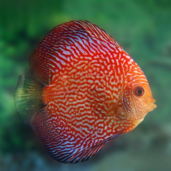 Pigeon Snakeskin Discus