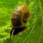 Ốc Ramshorn nâu - Brown Ramshorn Snails