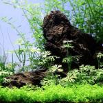 Rau má sừng hưu- Ranunculus Inundatus