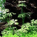 Rau má sừng hưu- Ranunculus Inundatus