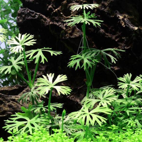 Rau má sừng hưu- Ranunculus Inundatus