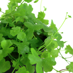 Rau má hương - Hydrocotyle tripartita