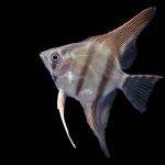 Redback Amapa Angelfish