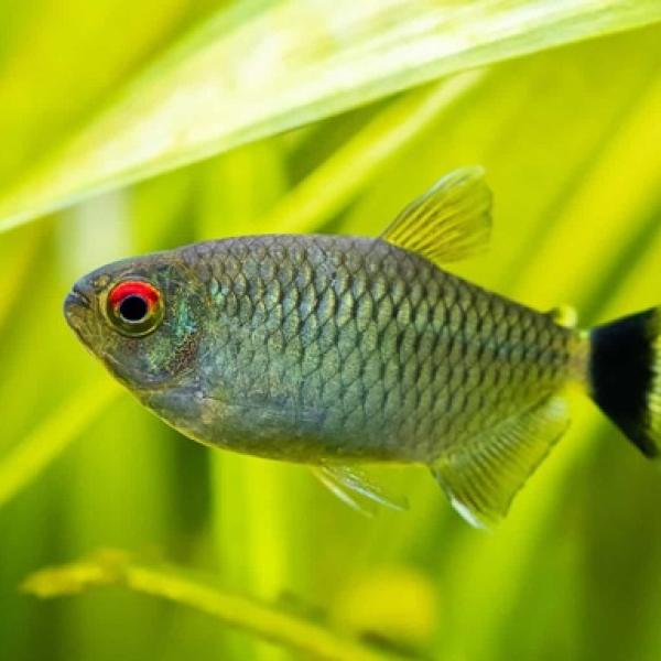 Red Eye Tetra
