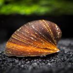 Ốc Nerite môi đỏ - Red Lip Nerite Snail