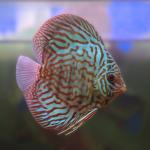 Red Spotted Discus