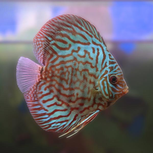 Red Spotted Discus