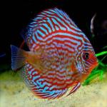 Red Turquoise Discus