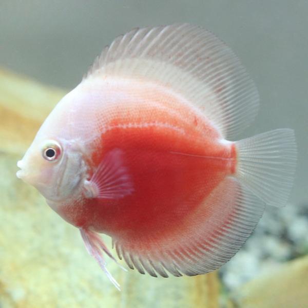 Red White Discus