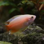 Cá sặc mật đỏ - Red Honey Gourami