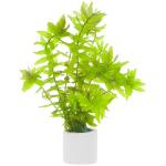 Thanh hồ điệp - Rotala Macrandra Green