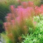 Cây chỉ đỏ - Rotala Wallichii