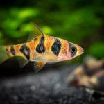 Cá Snakeskin Barb - Snakeskin Barb