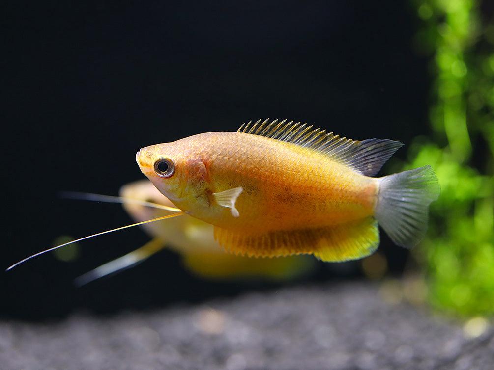 Cá sặc hoàng hôn - Sunset Gourami