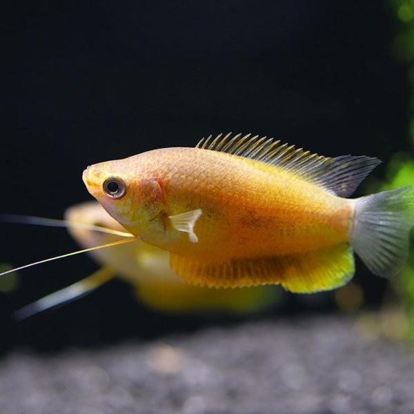 Cá sặc hoàng hôn - Sunset Gourami