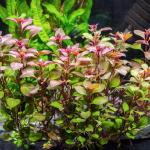 Diệp tài hồng - Ludwigia sp.