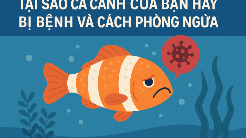 Tại Sao Cá Cảnh Của Bạn Hay Bị Bệnh Và Cách Phòng Ngừa