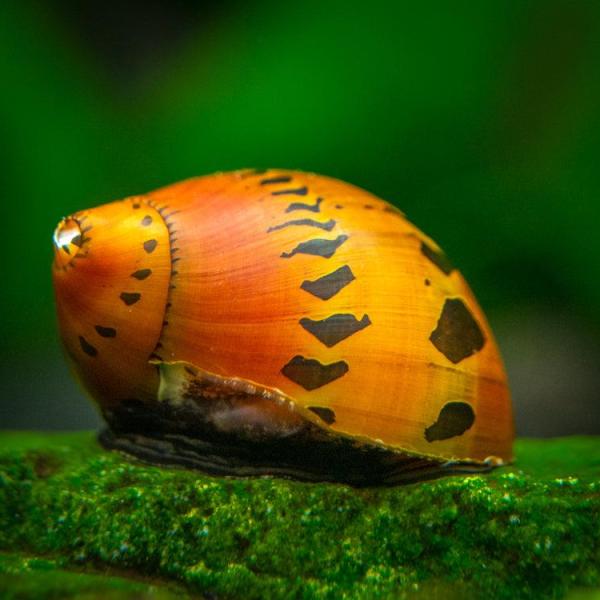 Ốc Nerite Tiger - Tiger Nerite Snails
