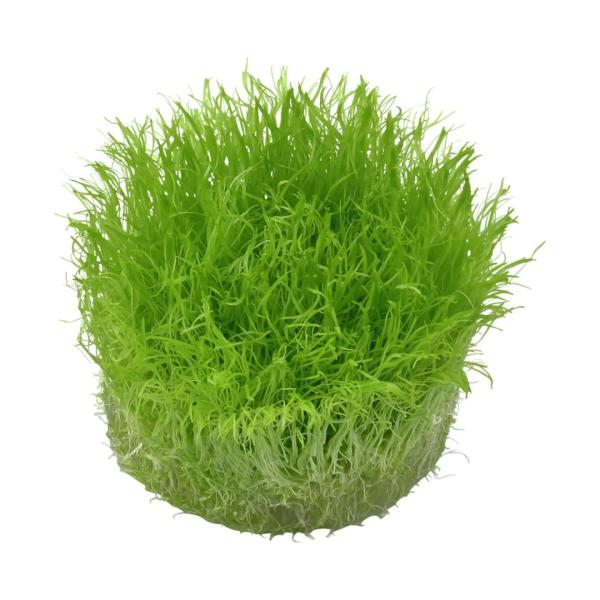 Cỏ giấy - Utricularia Graminifolia