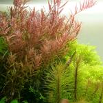 Vảy ốc hồng - Rotala rotundifolia