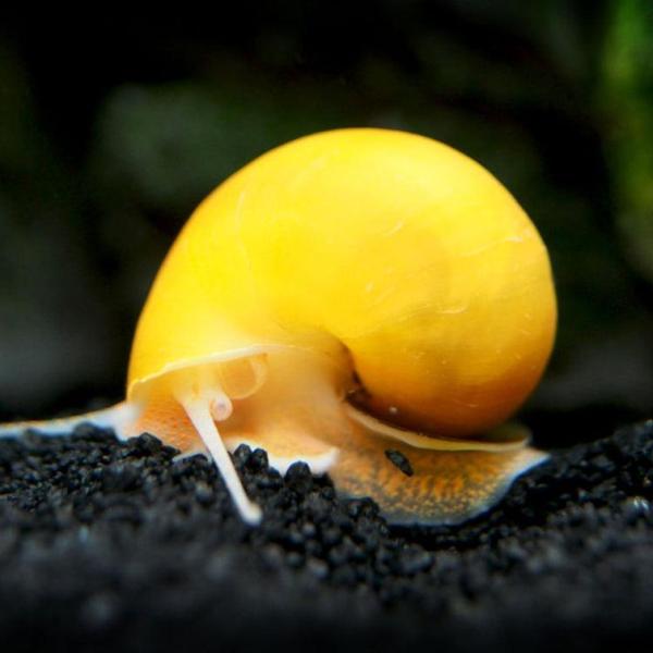 Ốc Mystery vàng - Golden Mystery Snails