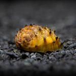 Ốc Nerite vua - King Koopa Nerite Snail
