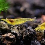 Tép Amano vàng chanh - Lemon Yellow Amano Shrimp (Caridina)