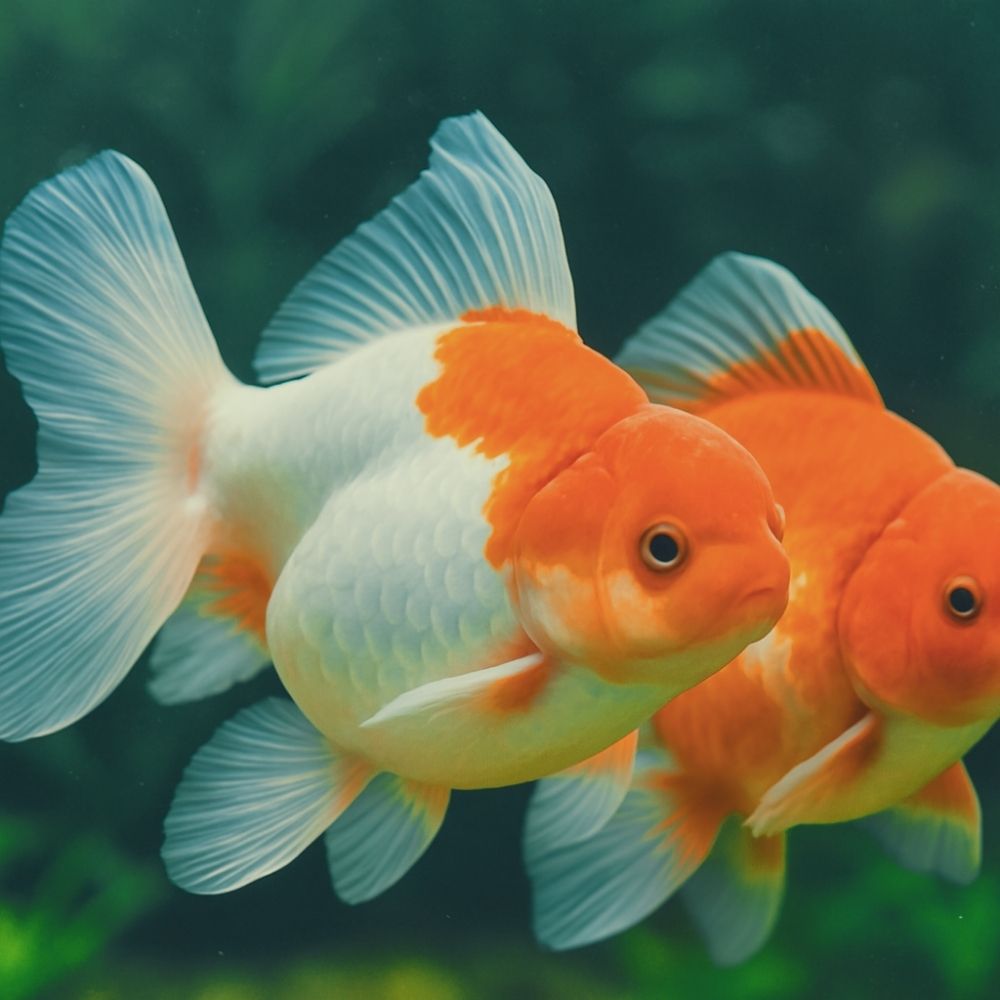 Cá vàng - Goldfish