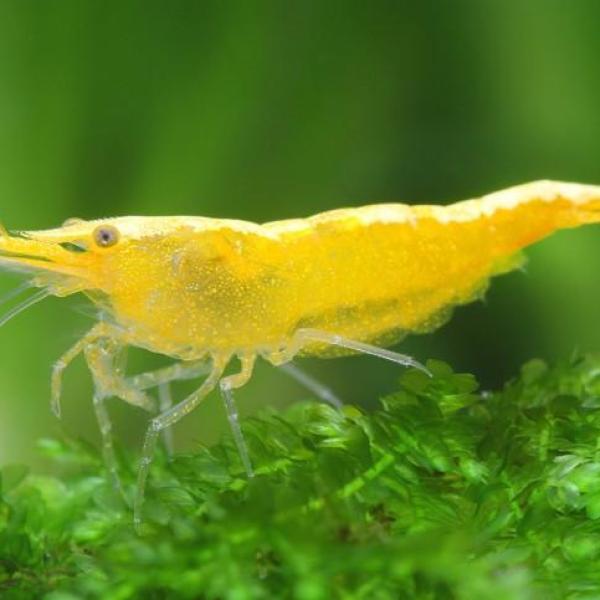 Tép Rili vàng - Yellow Rili Shrimp