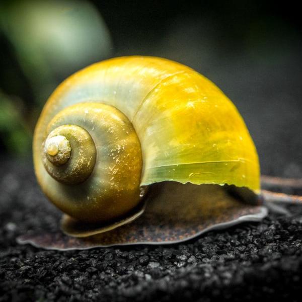 Ốc Mystery vàng Olive - Olive Jade Mystery Snails