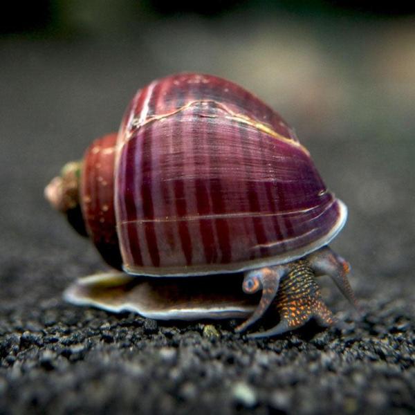 Ốc Mystery tím - Purple Mystery Snails