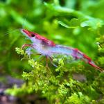 Tép Rili đỏ - Red Rili Shrimp