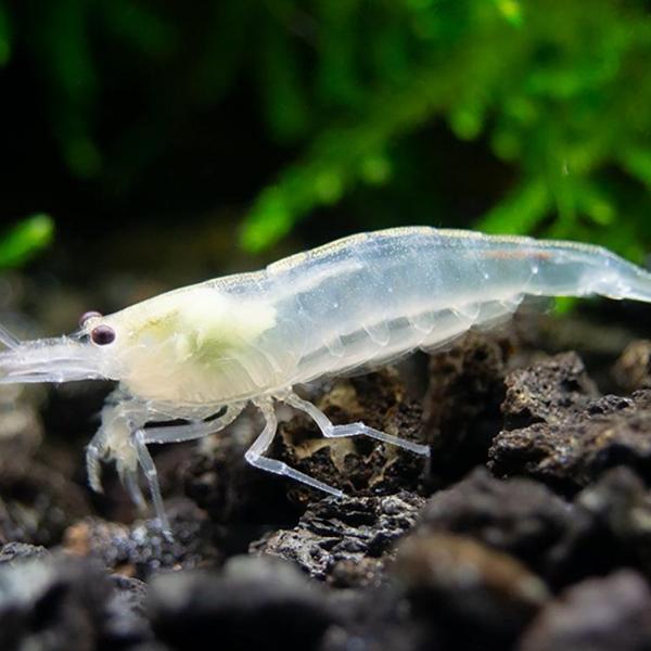 Tép Amano Snow - Snow Amano Shrimp (Caridina)