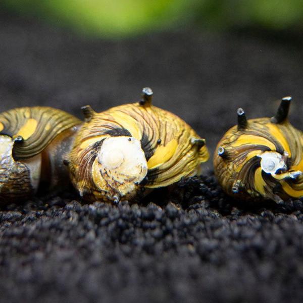 Ốc Nerite gai mặt trời - Sun Thorn Nerite Snails