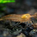 Tép Amano cam - Sun Orange Amano Shrimp (Caridina)