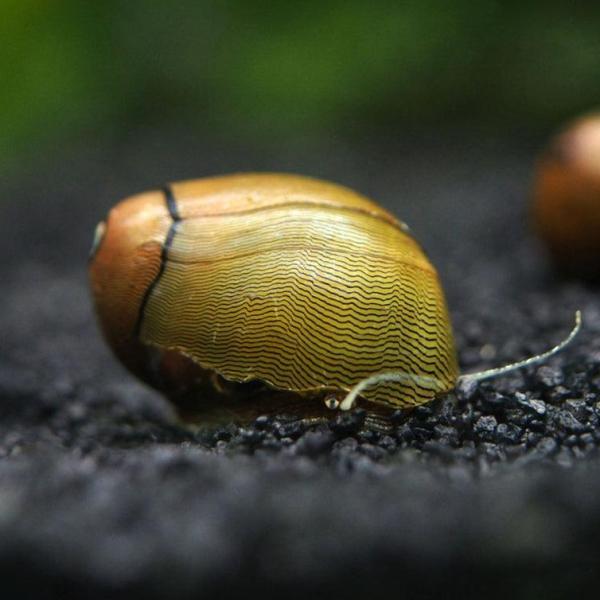 Ốc Nerite Olive - Olive Nerite Snail