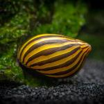 Ốc Nerite vằn - Zebra Nerite Snail